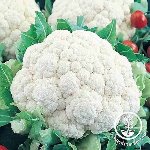 How to Grow Cauliflower in Containers