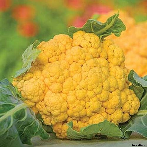 How to Grow Cauliflower in Containers