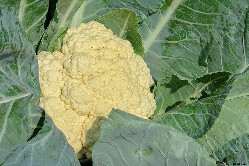 How to Grow Cauliflower in Containers