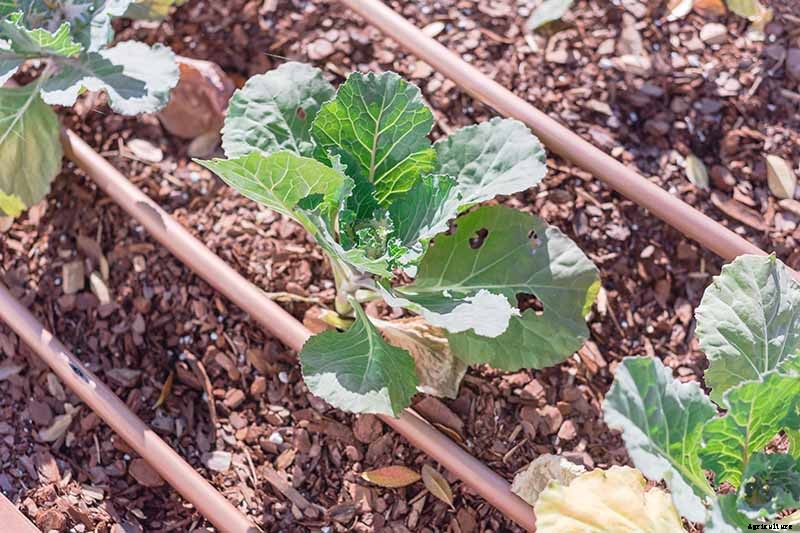 How to Grow Cauliflower in Containers