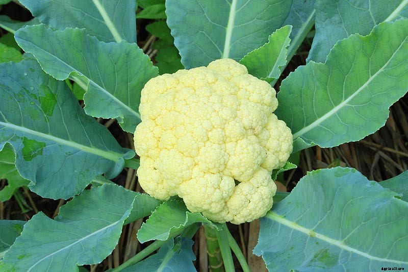 How to Grow Cauliflower in Containers