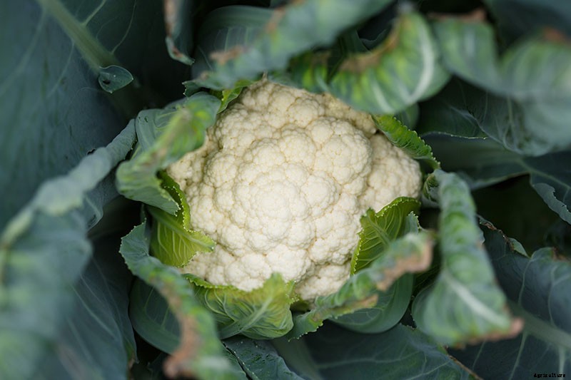 How to Grow Cauliflower in Containers