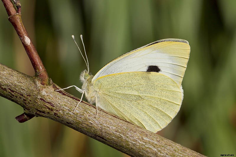 How to Grow Cauliflower in Containers