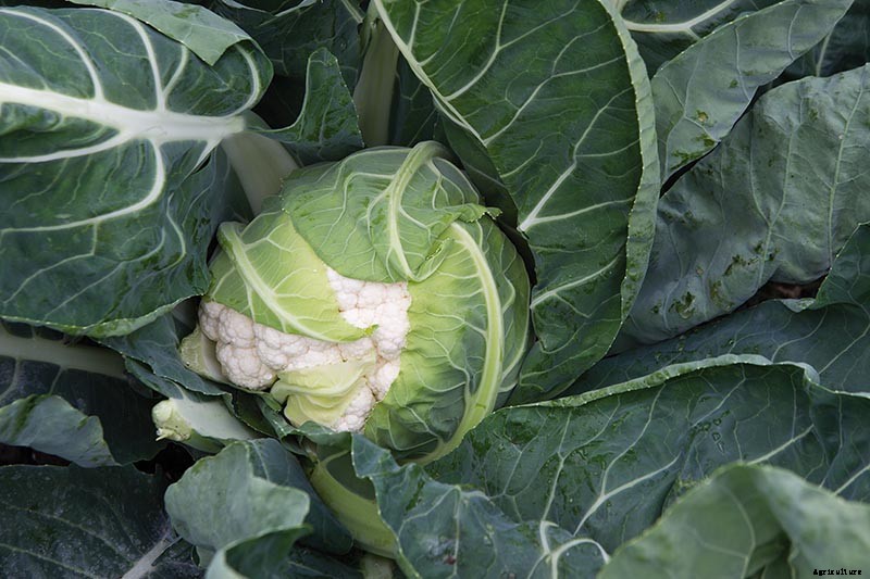How to Grow Cauliflower in Containers