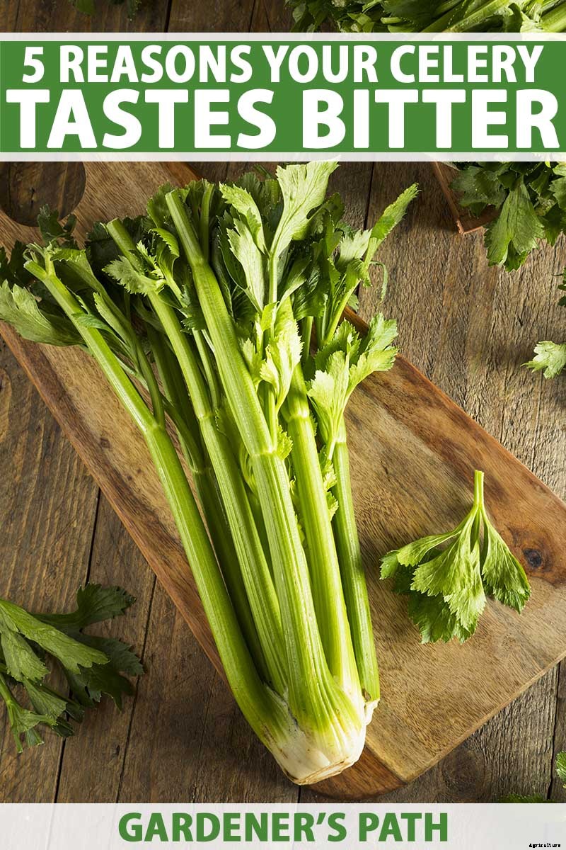 5 Reasons Why Your Celery Tastes Bitter (And What to Do About It)