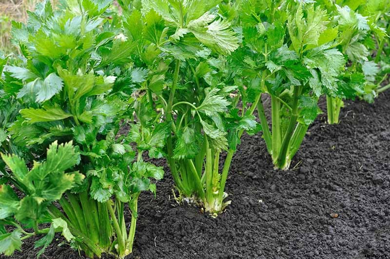 5 Reasons Why Your Celery Tastes Bitter (And What to Do About It)