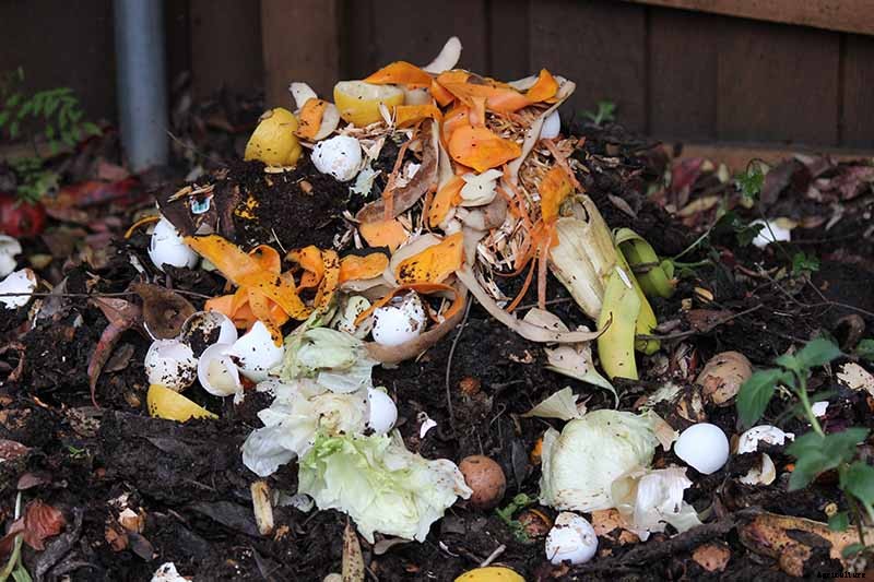 5 Reasons Why Your Celery Tastes Bitter (And What to Do About It)