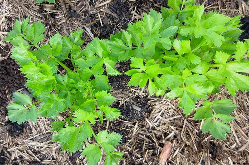 5 Reasons Why Your Celery Tastes Bitter (And What to Do About It)