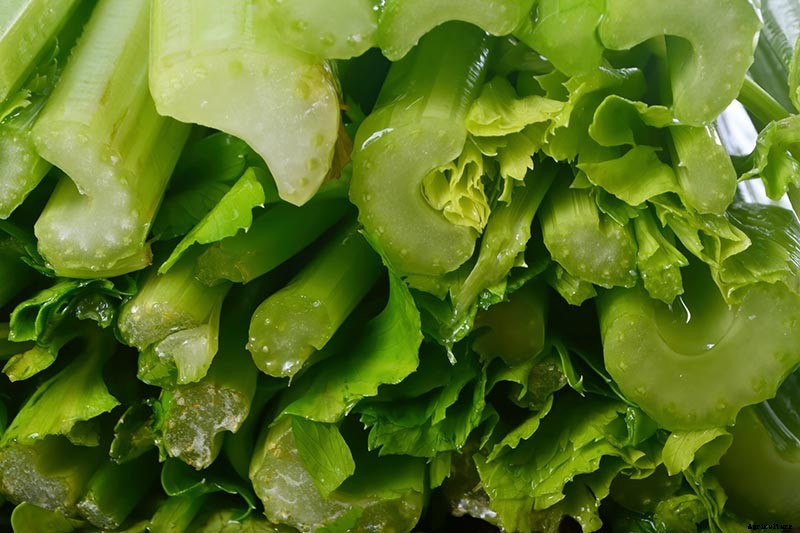 5 Reasons Why Your Celery Tastes Bitter (And What to Do About It)