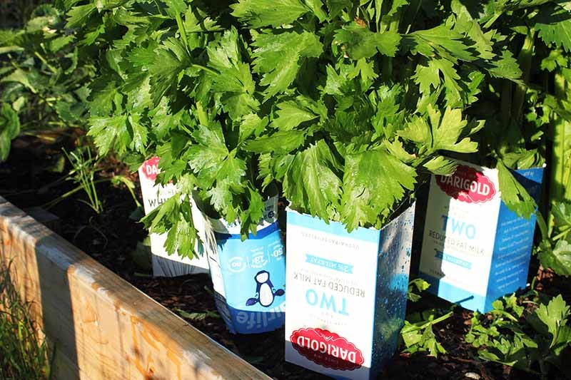 5 Reasons Why Your Celery Tastes Bitter (And What to Do About It)