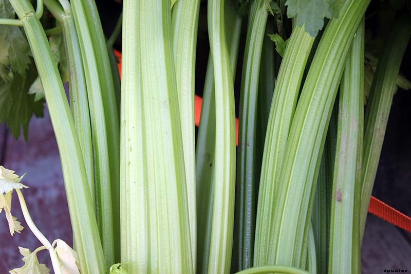 5 Reasons Why Your Celery Tastes Bitter (And What to Do About It)