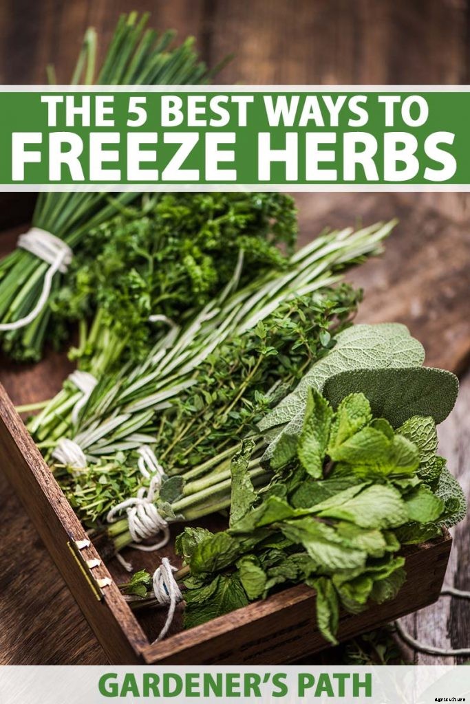 5 of the Best Ways to Freeze Fresh Herbs