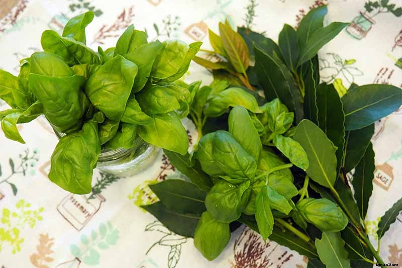5 of the Best Ways to Freeze Fresh Herbs