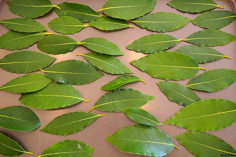 5 of the Best Ways to Freeze Fresh Herbs