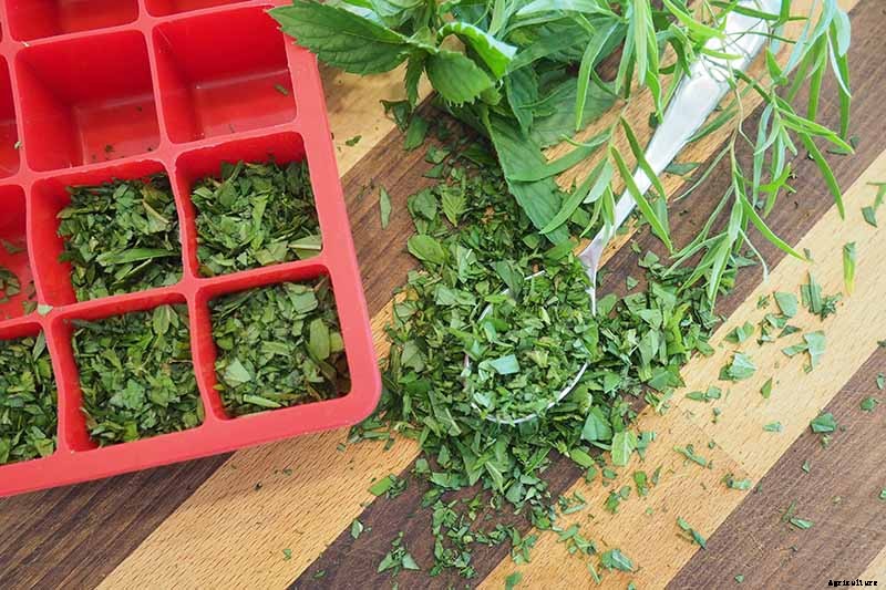 5 of the Best Ways to Freeze Fresh Herbs