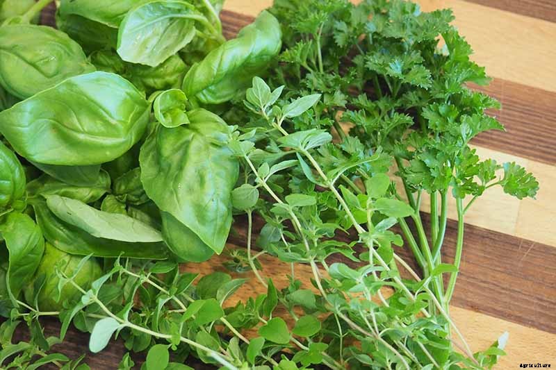 5 of the Best Ways to Freeze Fresh Herbs