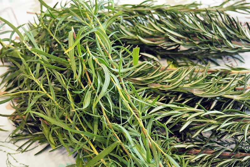 5 of the Best Ways to Freeze Fresh Herbs