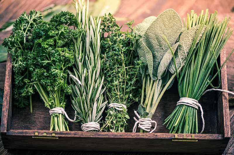 5 of the Best Ways to Freeze Fresh Herbs