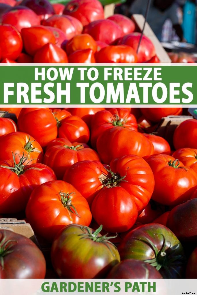 Can You Freeze Fresh Tomatoes? Tips for Freezing Your Homegrown Crop