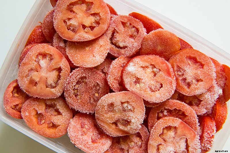 Can You Freeze Fresh Tomatoes? Tips for Freezing Your Homegrown Crop