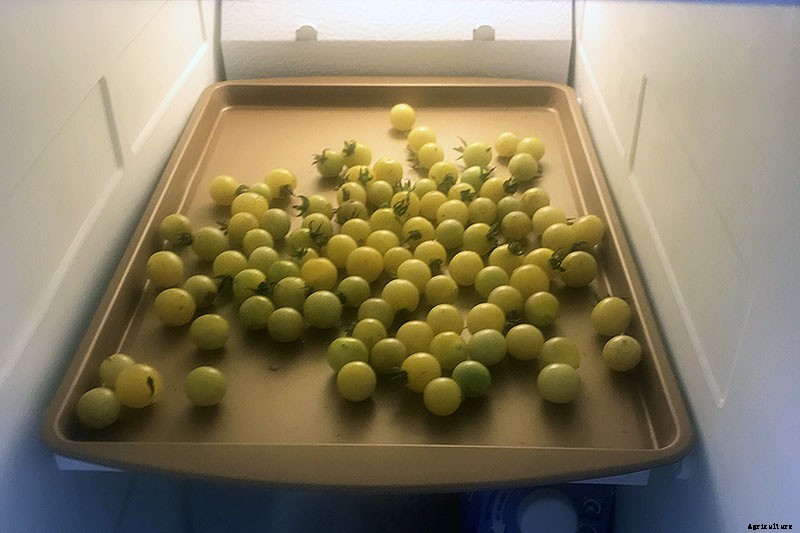 Can You Freeze Fresh Tomatoes? Tips for Freezing Your Homegrown Crop