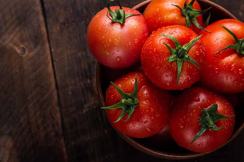 Can You Freeze Fresh Tomatoes? Tips for Freezing Your Homegrown Crop