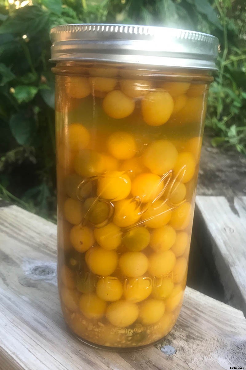 Can You Freeze Fresh Tomatoes? Tips for Freezing Your Homegrown Crop