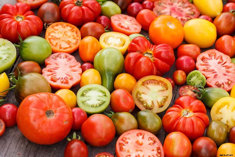 Can You Freeze Fresh Tomatoes? Tips for Freezing Your Homegrown Crop
