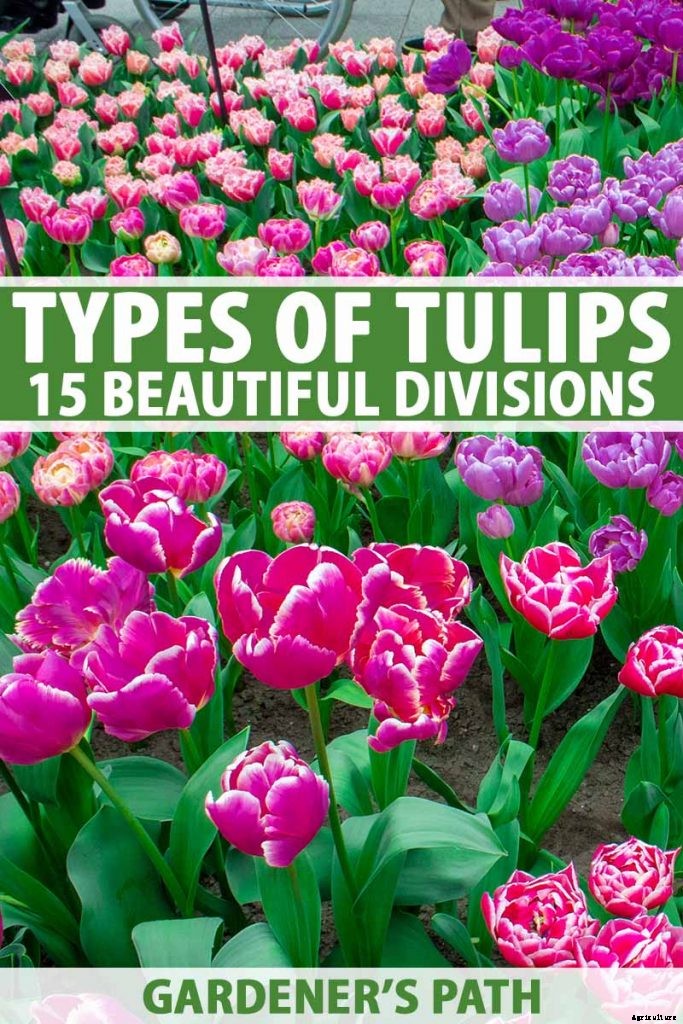 Types of Tulip Flowers: 15 Beautiful Divisions