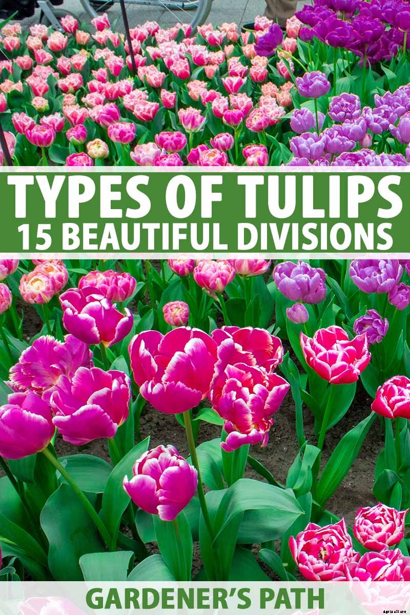 Types of Tulip Flowers: 15 Beautiful Divisions