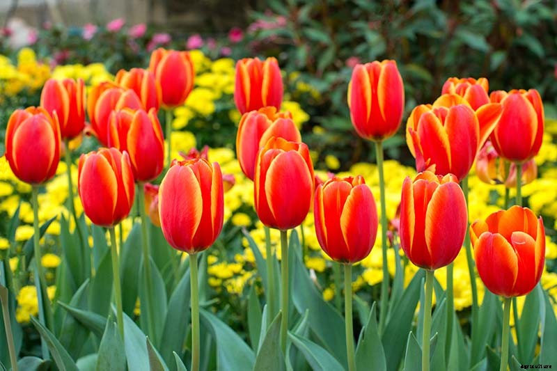 Types of Tulip Flowers: 15 Beautiful Divisions