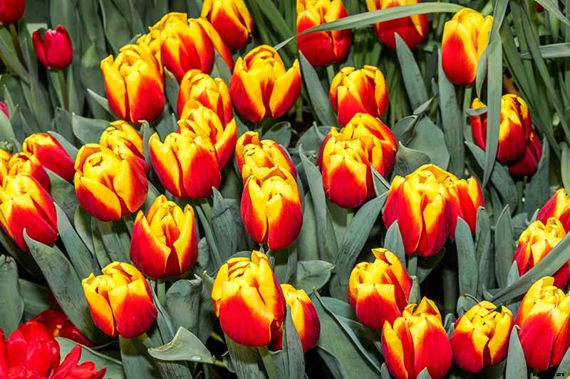 Types of Tulip Flowers: 15 Beautiful Divisions