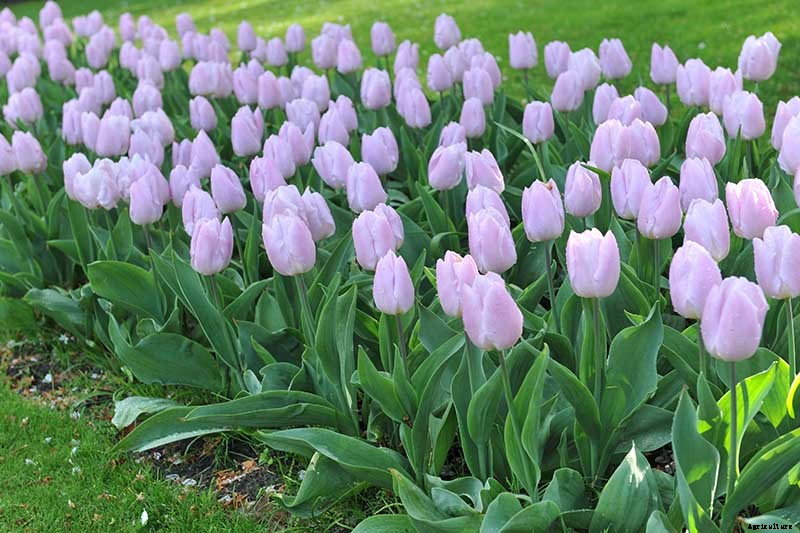 Types of Tulip Flowers: 15 Beautiful Divisions