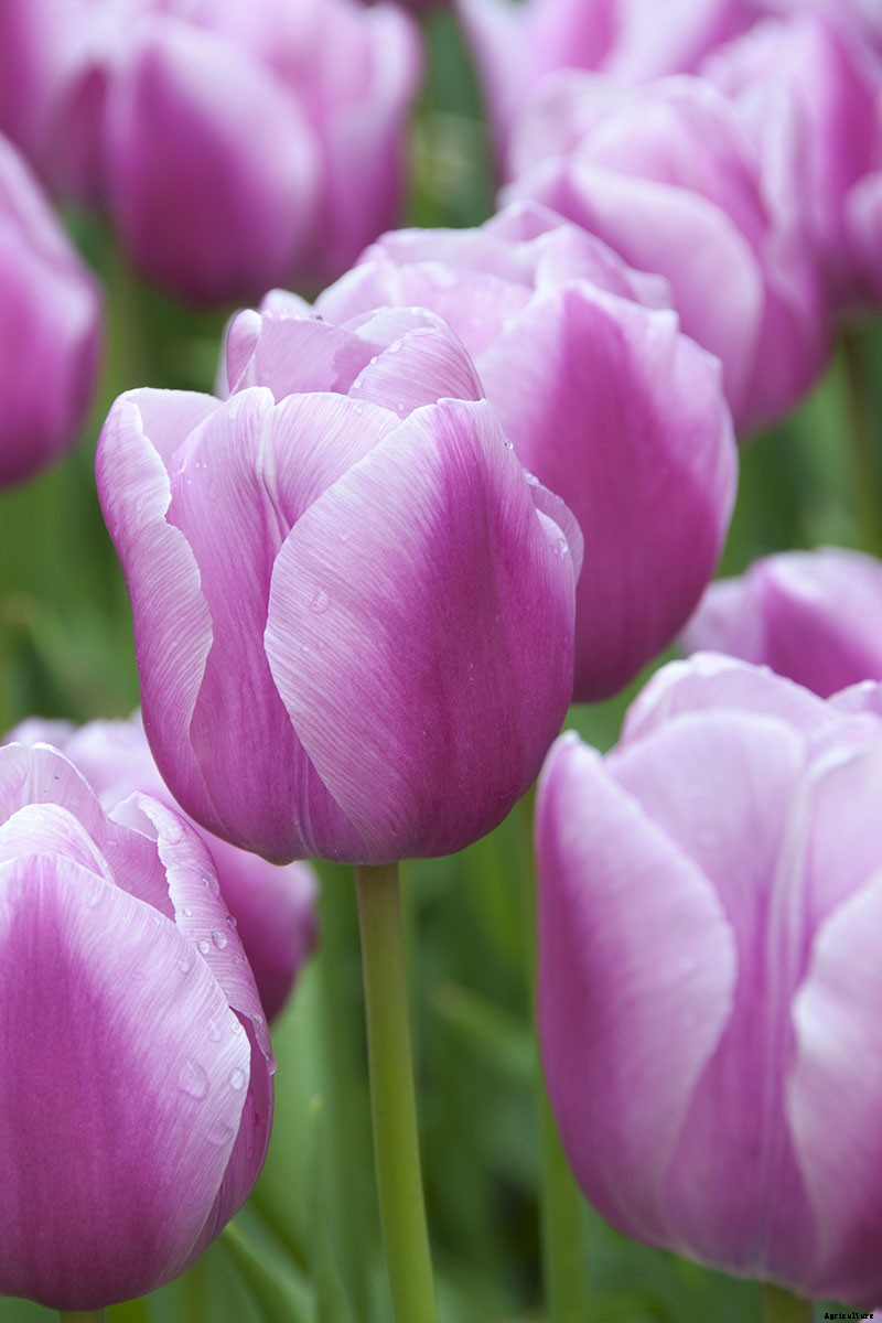 Types of Tulip Flowers: 15 Beautiful Divisions