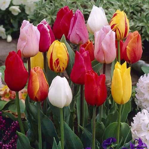 Types of Tulip Flowers: 15 Beautiful Divisions
