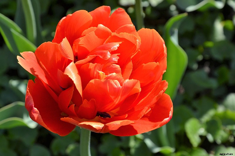 Types of Tulip Flowers: 15 Beautiful Divisions