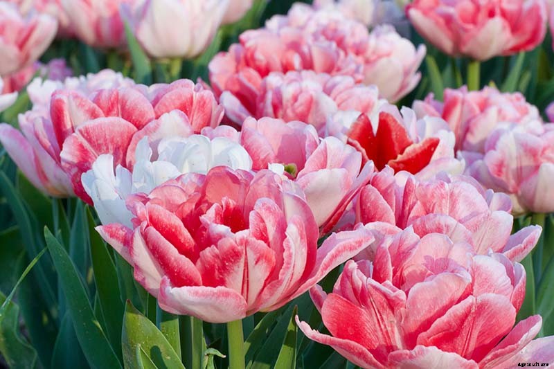 Types of Tulip Flowers: 15 Beautiful Divisions