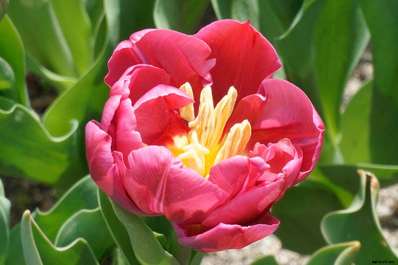 Types of Tulip Flowers: 15 Beautiful Divisions