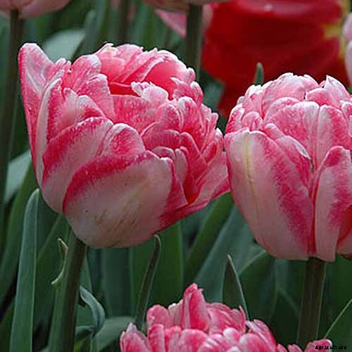 Types of Tulip Flowers: 15 Beautiful Divisions