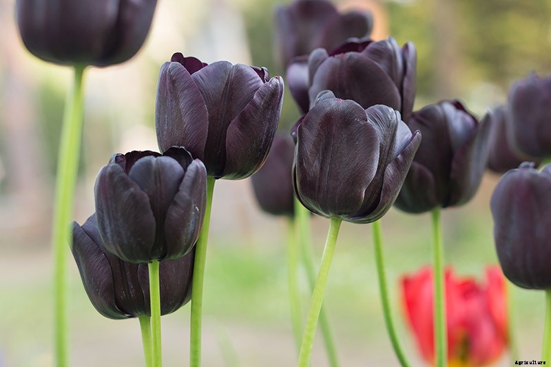 Types of Tulip Flowers: 15 Beautiful Divisions