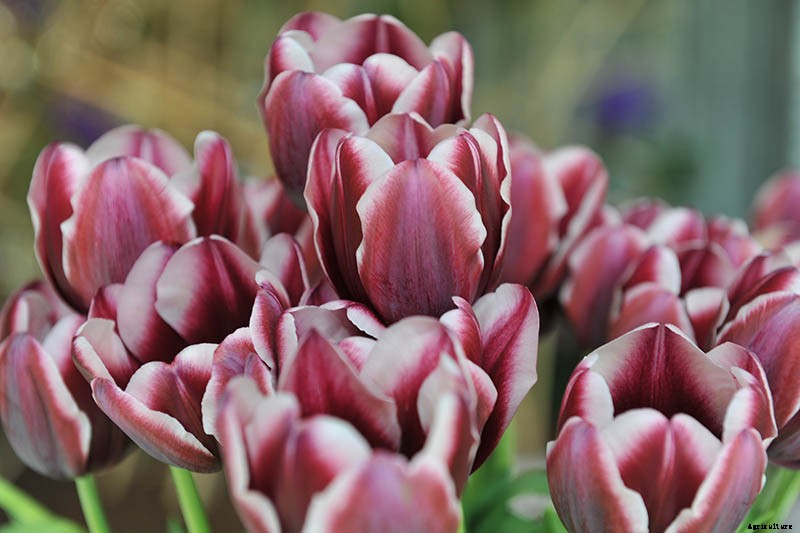 Types of Tulip Flowers: 15 Beautiful Divisions
