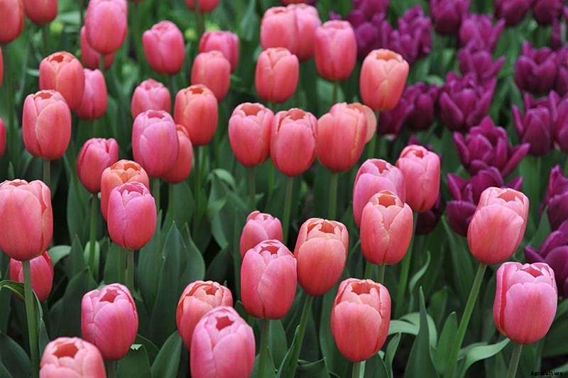 Types of Tulip Flowers: 15 Beautiful Divisions