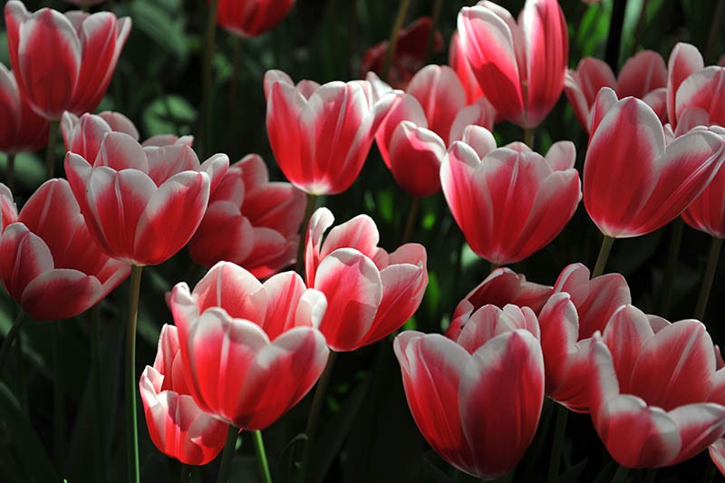 Types of Tulip Flowers: 15 Beautiful Divisions