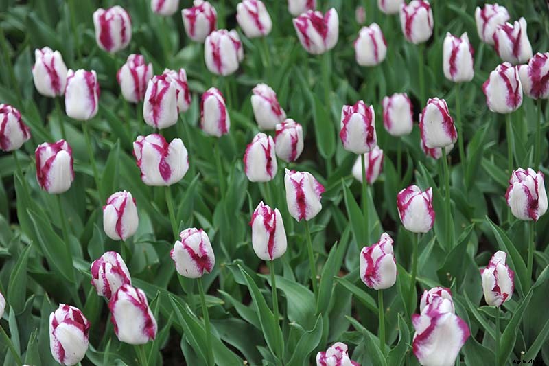 Types of Tulip Flowers: 15 Beautiful Divisions