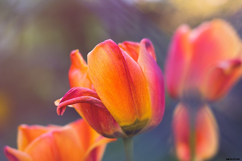 Types of Tulip Flowers: 15 Beautiful Divisions