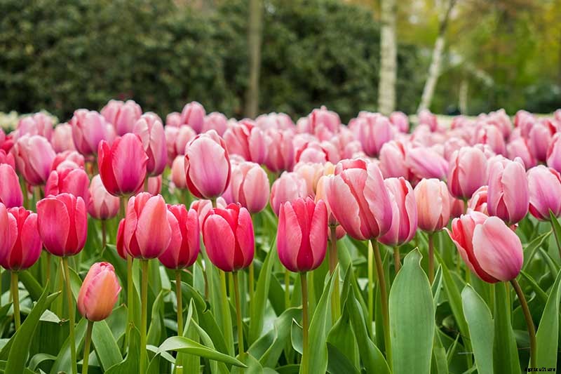 Types of Tulip Flowers: 15 Beautiful Divisions