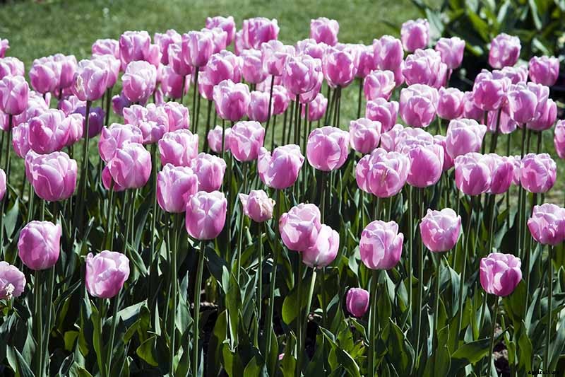 Types of Tulip Flowers: 15 Beautiful Divisions