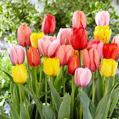Types of Tulip Flowers: 15 Beautiful Divisions