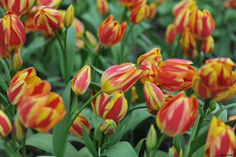 Types of Tulip Flowers: 15 Beautiful Divisions