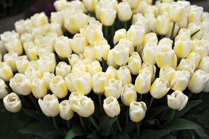 Types of Tulip Flowers: 15 Beautiful Divisions